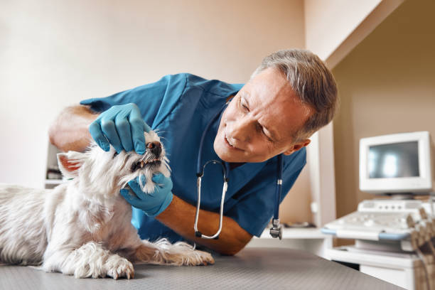 Best Mobile Emergency Dentist in Union, MO